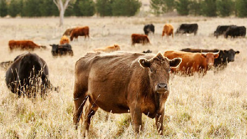 Chinese companies eye Australia's leading beef producer