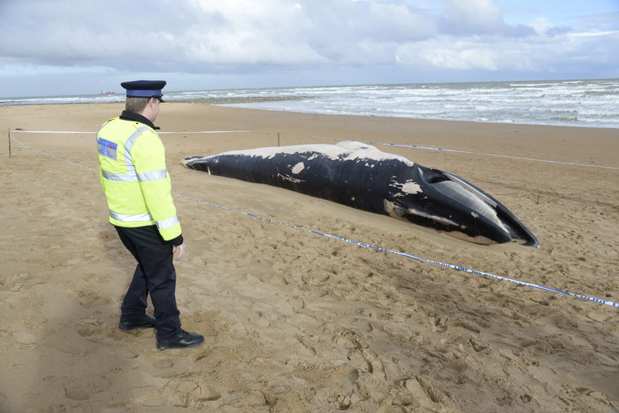 11-meter-long dead whale found on Kent beach, England