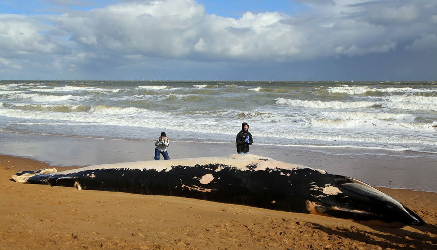 11-meter-long dead whale found on Kent beach, England