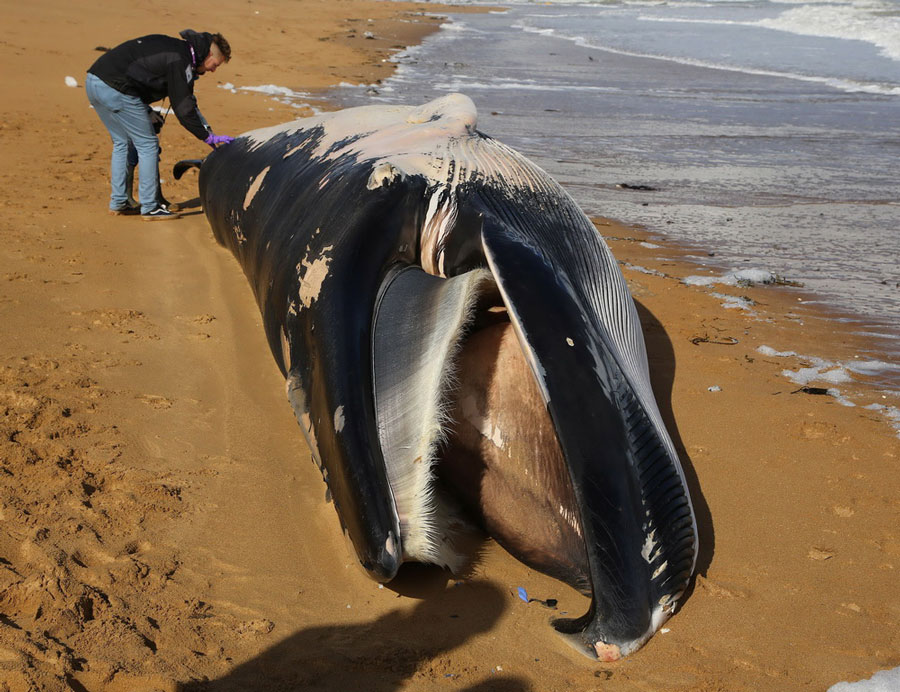 11-meter-long dead whale found on Kent beach, England