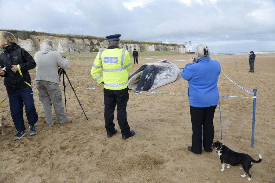 11-meter-long dead whale found on Kent beach, England