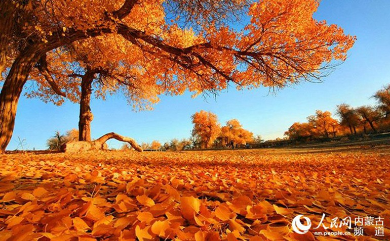 Golden autumn in China