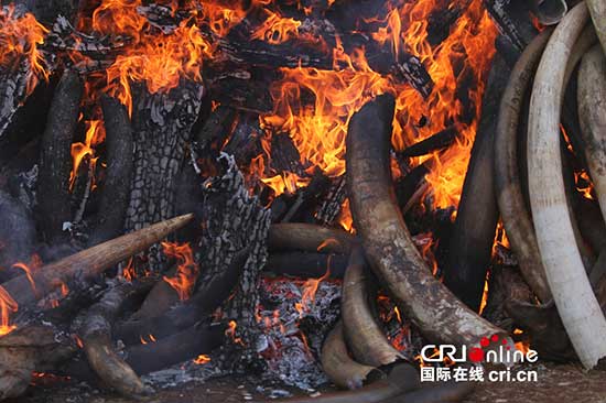 China imposes one-year ban on ivory imports as hunting trophies