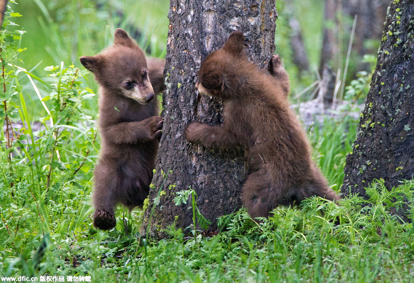 In pics: Cute bear cubs play hide and seek