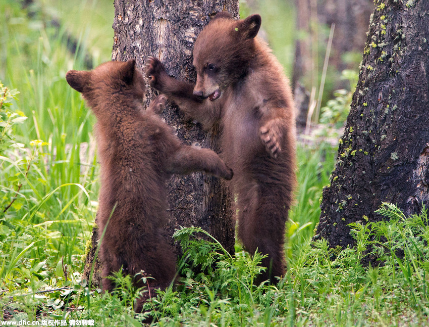 In pics: Cute bear cubs play hide and seek