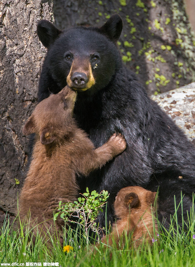 In pics: Cute bear cubs play hide and seek