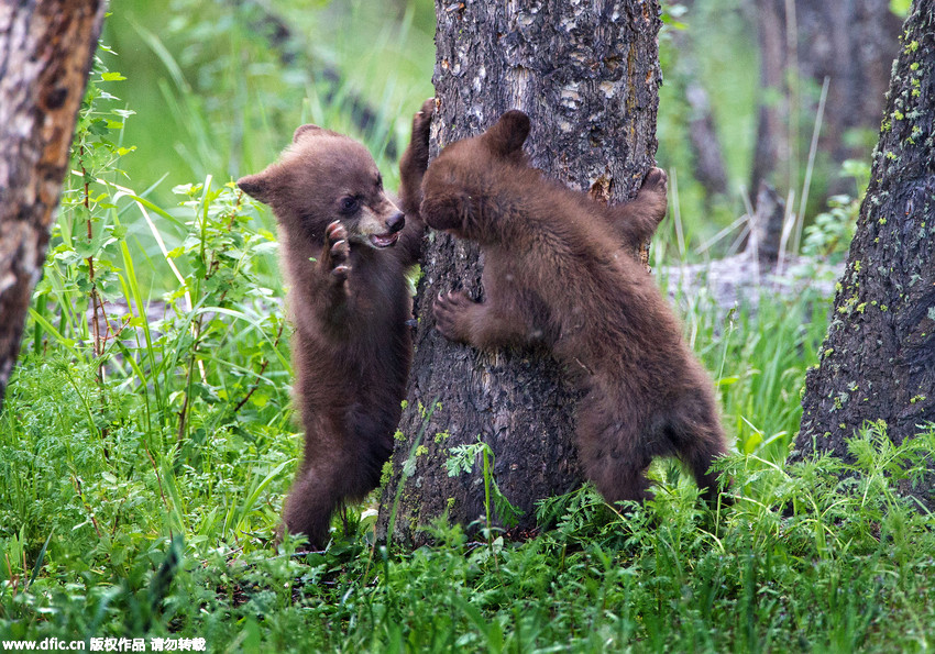 In pics: Cute bear cubs play hide and seek