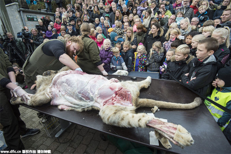 Danish zoo staged a controversial dissection of a lion in front of a crowd of schoolchildren 