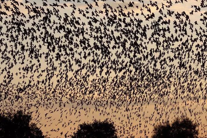 Sky Turns Black as Massive Starling Flock Migrates over Somerset in Britain