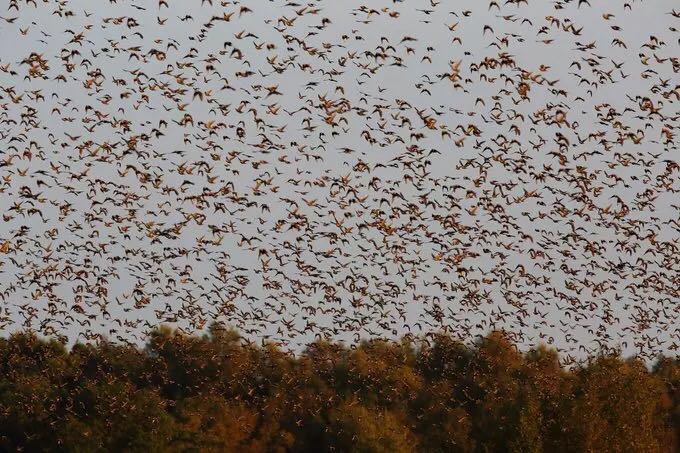 Sky Turns Black as Massive Starling Flock Migrates over Somerset in Britain