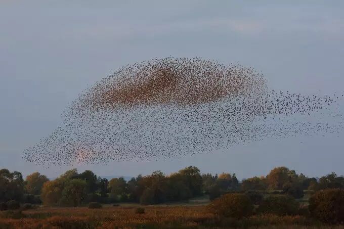 Sky Turns Black as Massive Starling Flock Migrates over Somerset in Britain