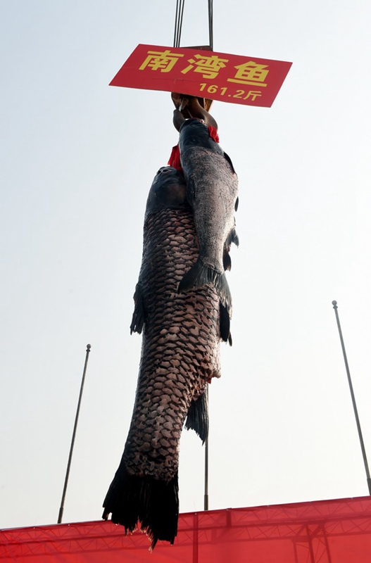 Dish made of 80.6 kg fish treats visitors to food festival in Zhengzhou