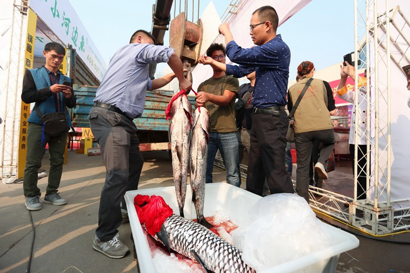 Dish made of 80.6 kg fish treats visitors to food festival in Zhengzhou