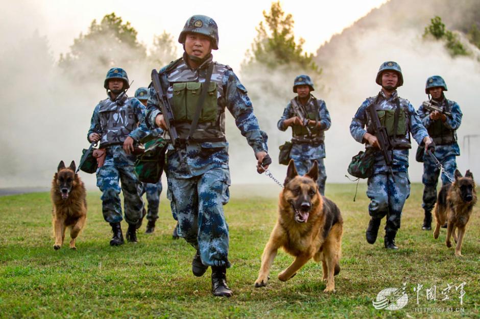 Military dogs of PLA Air Force in training