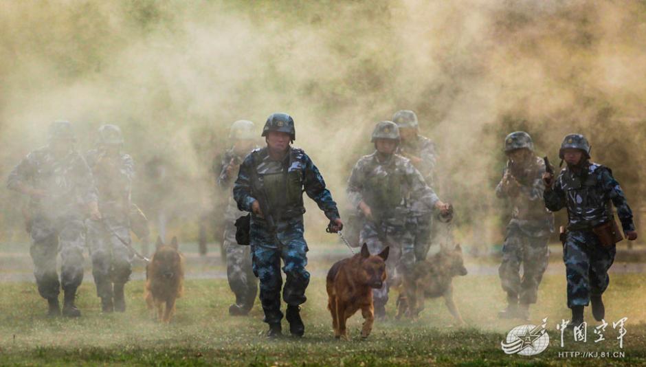 Military dogs of PLA Air Force in training