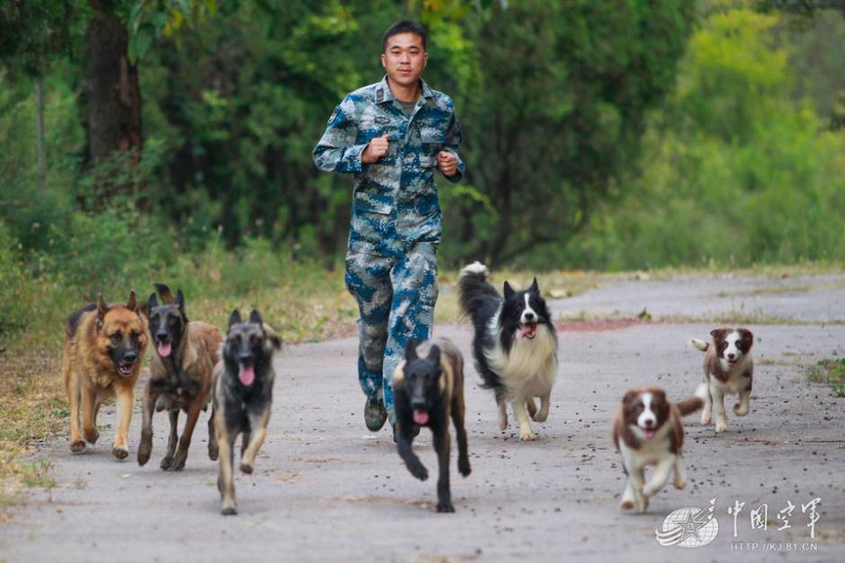 Military dogs of PLA Air Force in training