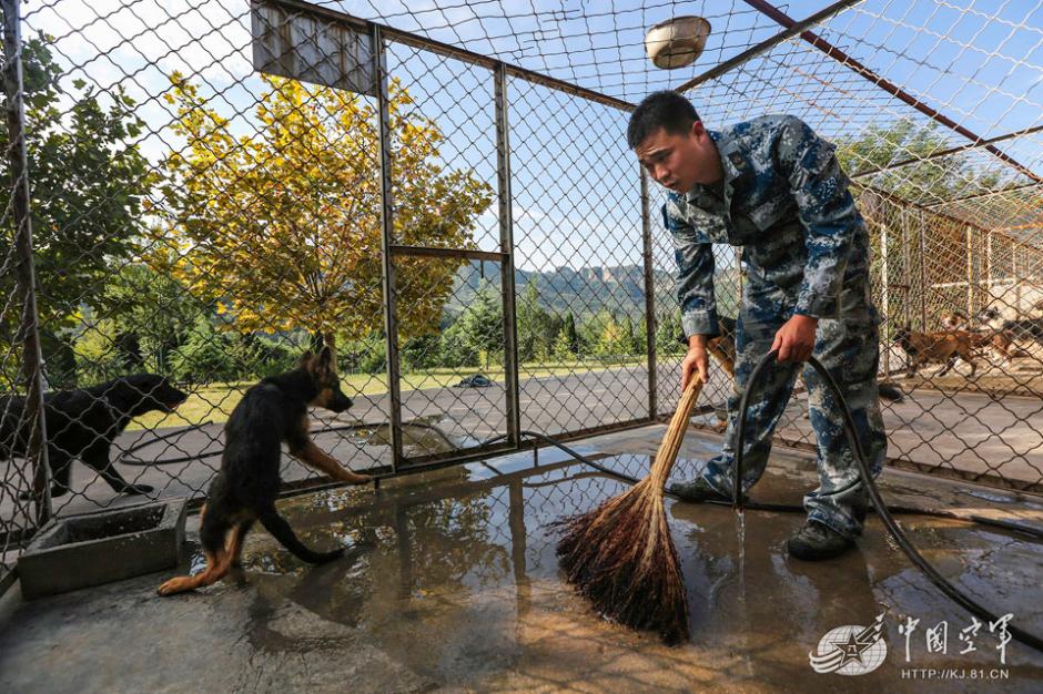 Military dogs of PLA Air Force in training