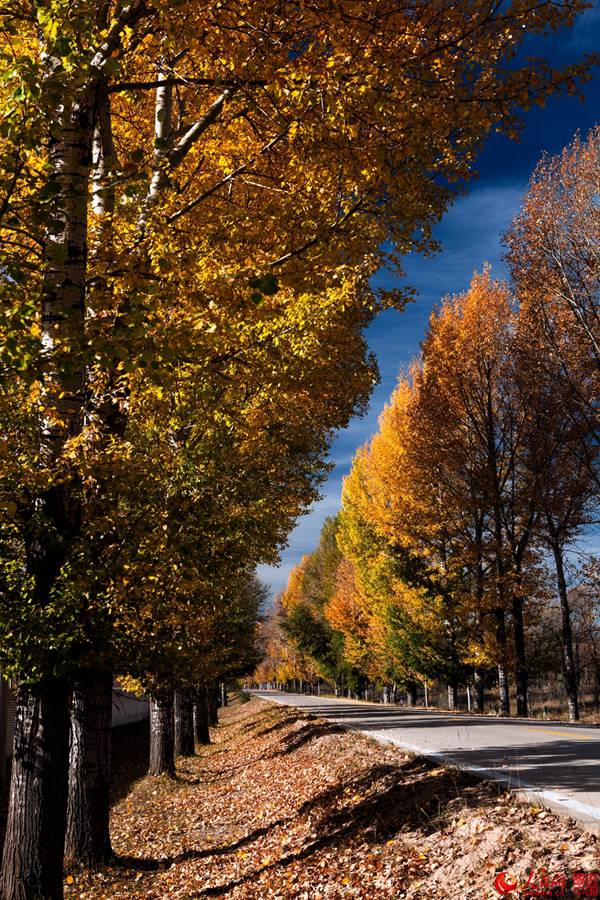 The golden autumn of N. China