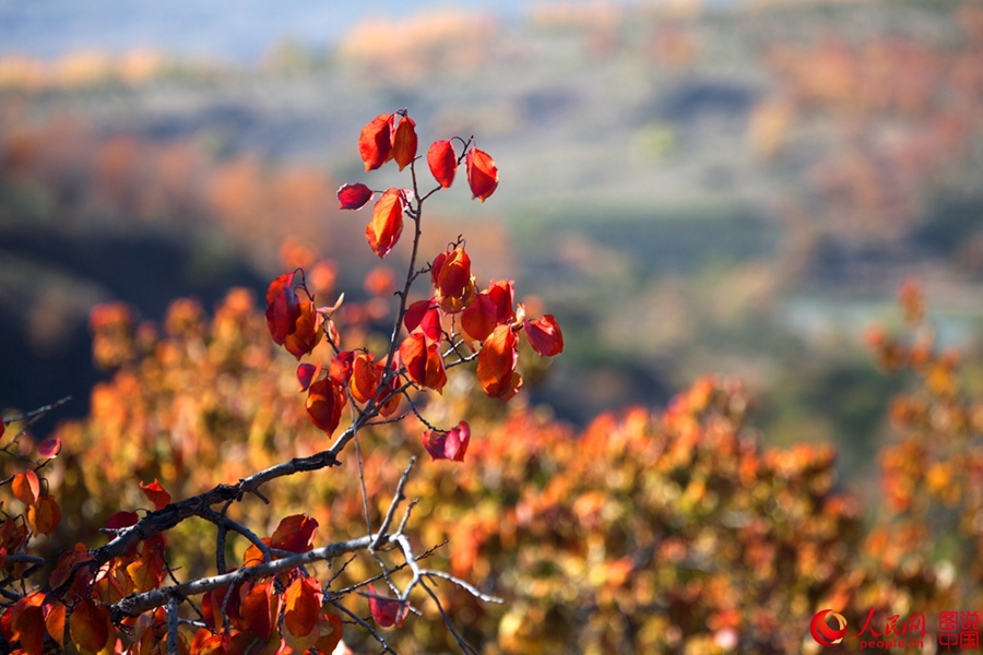 The golden autumn of N. China