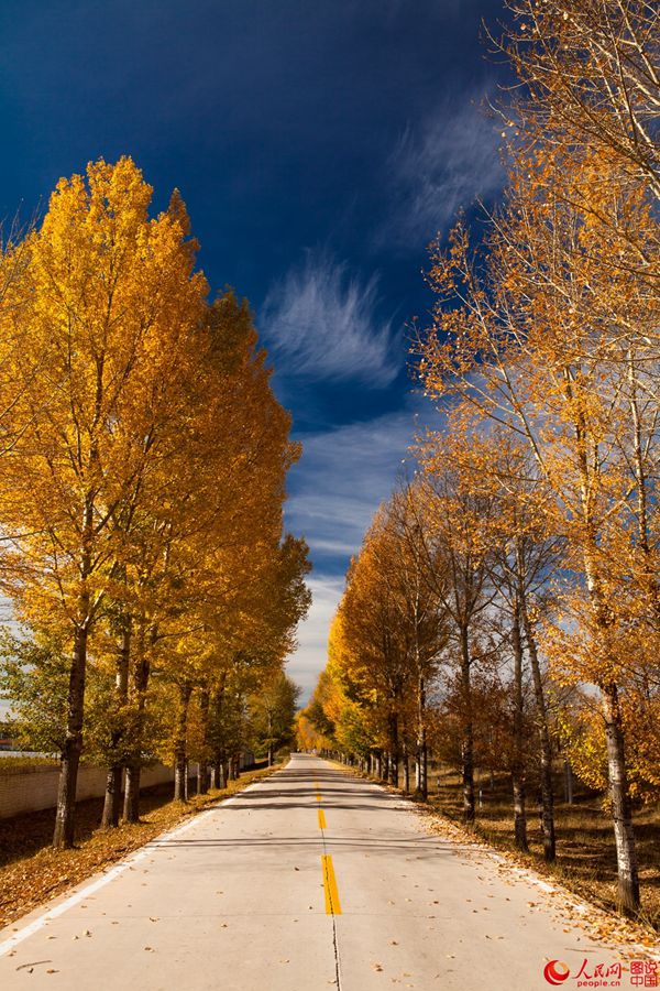 The golden autumn of N. China