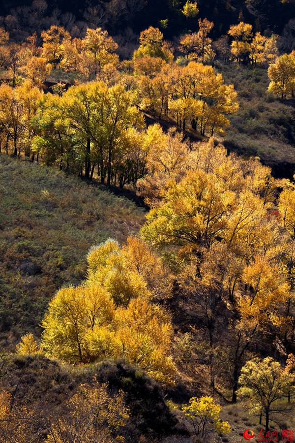 The golden autumn of N. China