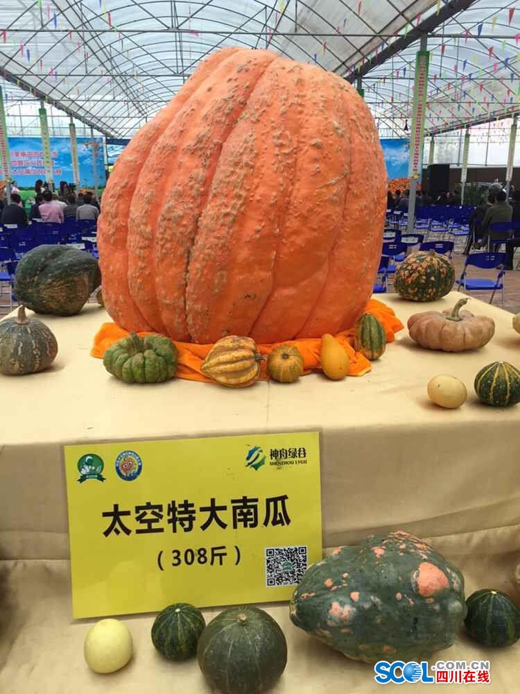 Space pumpkins shown in Sichuan