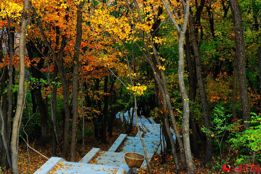 Picturesque autumn scenery in N China 