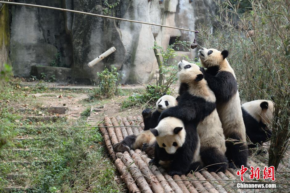 Giant pandas form ‘pyramid’ when receiving food