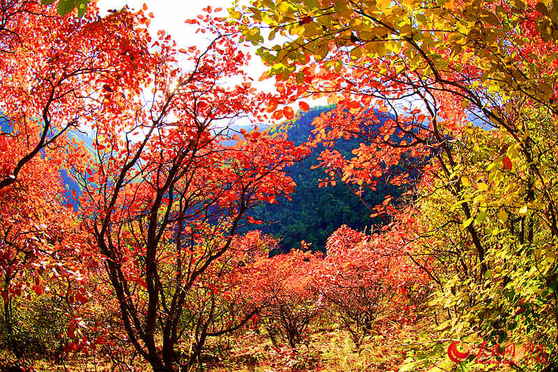 Trees burst into color in C China