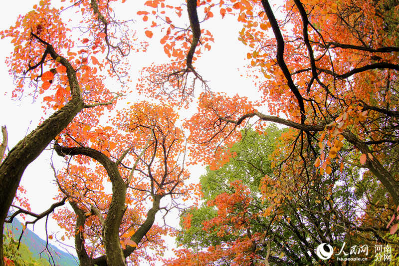 Trees burst into color in C China