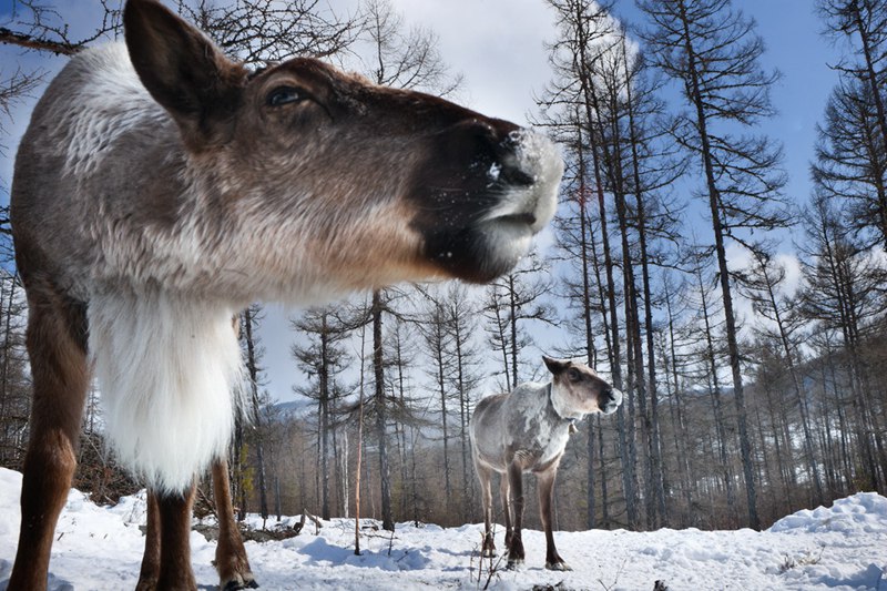 Photo story: A mysterious minority group which raises reindeers