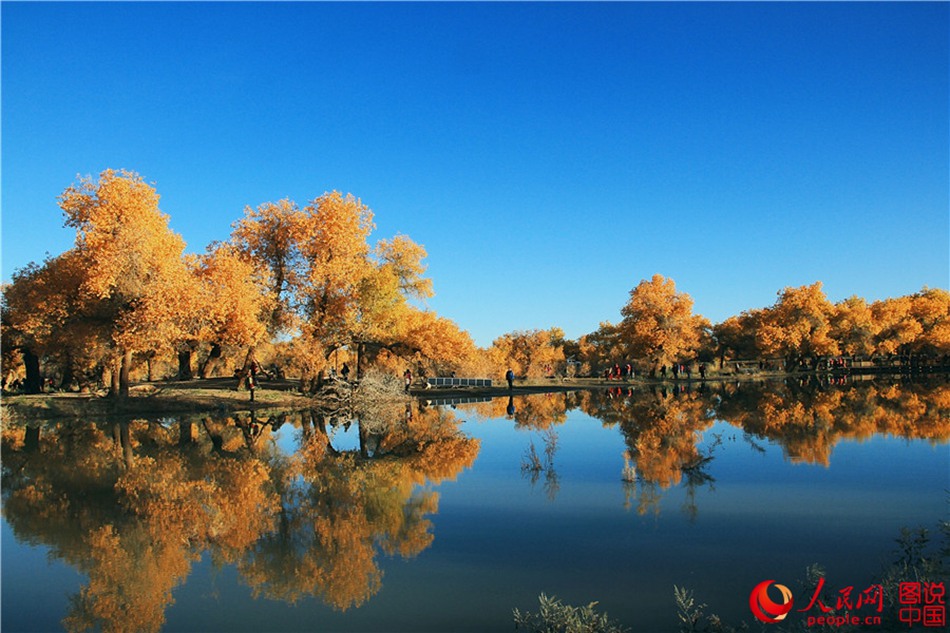 Scenery of populus euphratica forest in N China