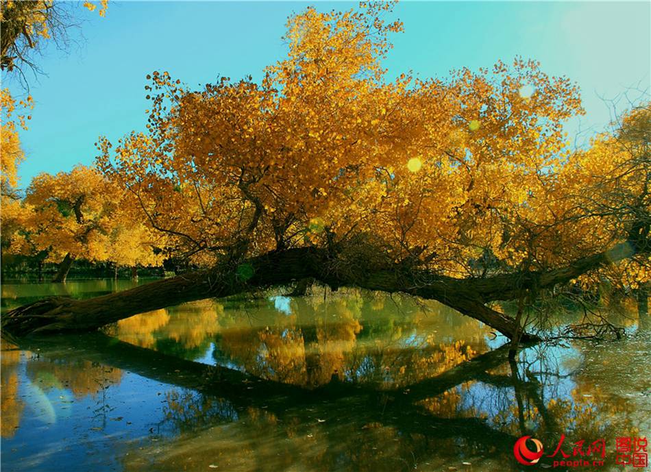 Scenery of populus euphratica forest in N China