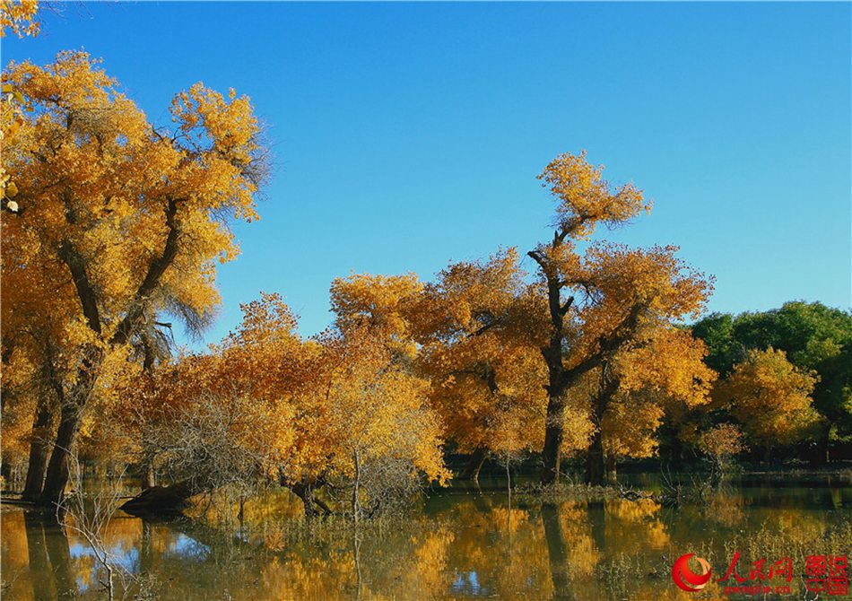 Scenery of populus euphratica forest in N China