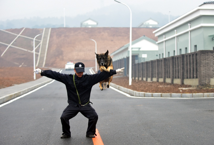 Police dog training base put into use in Shenyang