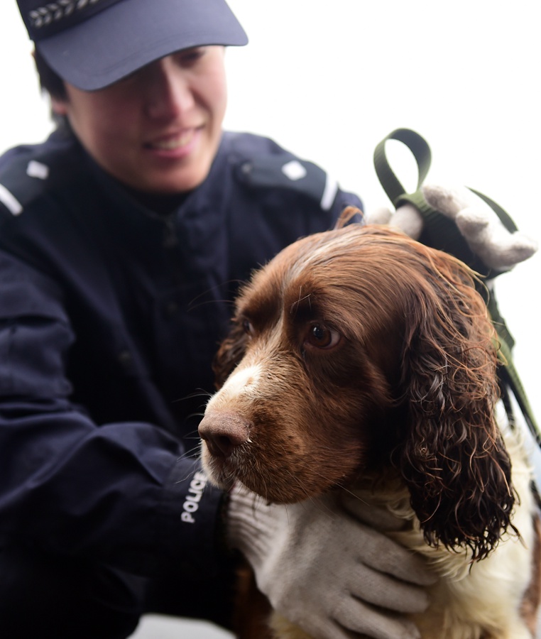 Police dog training base put into use in Shenyang