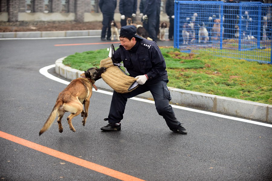 Police dog training base put into use in Shenyang