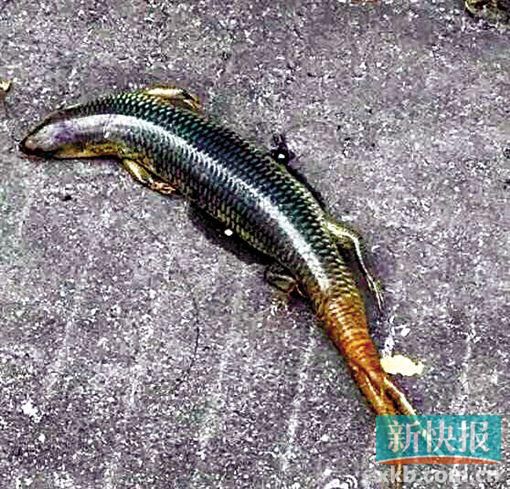 ‘Four-legged snake’ appears in college in Zhuhai