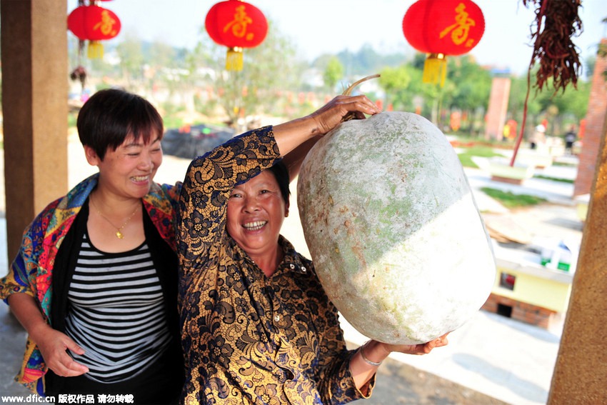 28 kg wax gourd harvested in Hubei