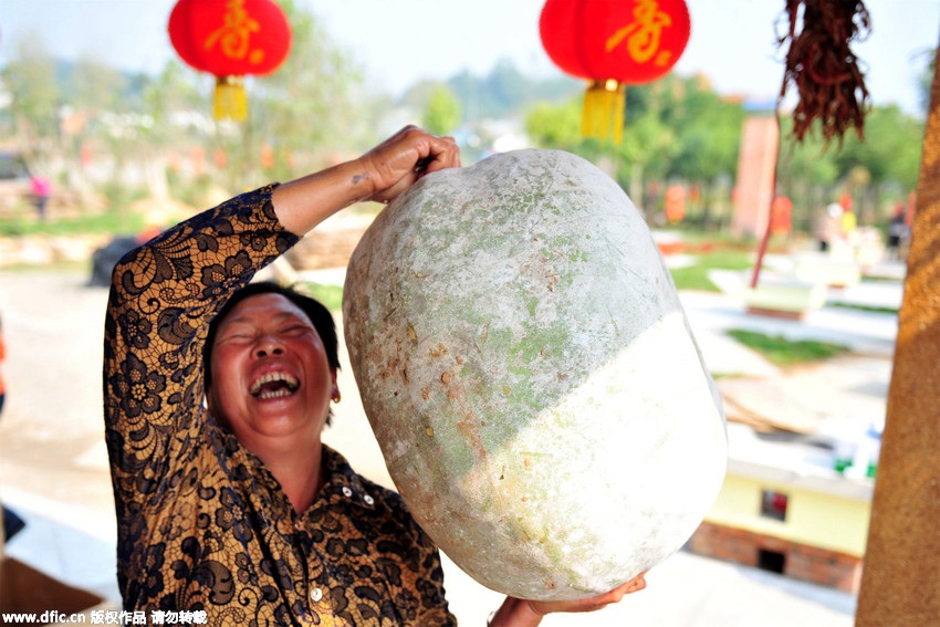 28 kg wax gourd harvested in Hubei