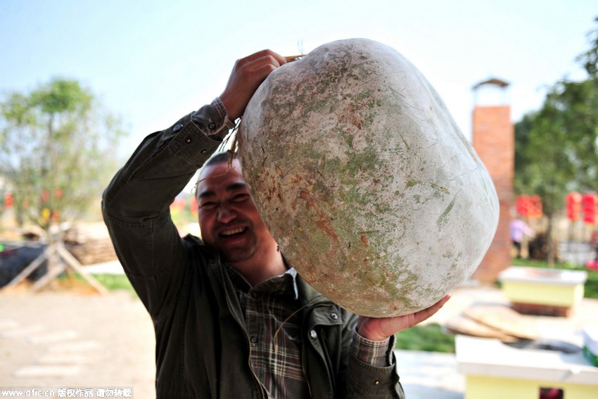 28 kg wax gourd harvested in Hubei