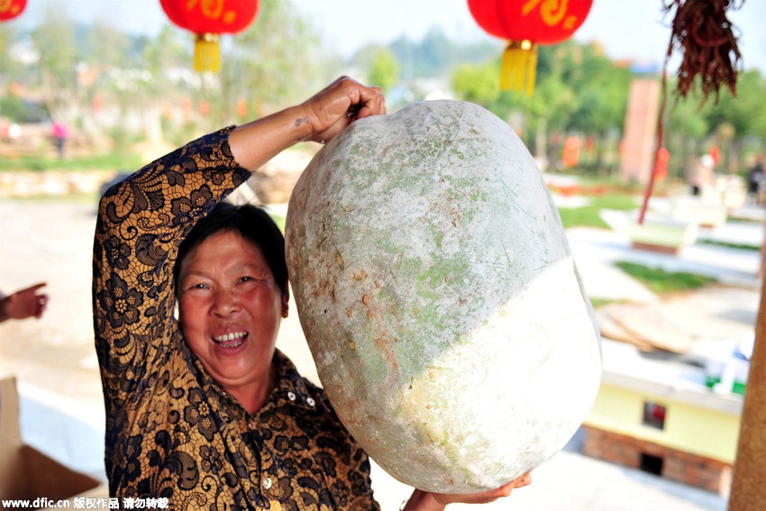 28 kg wax gourd harvested in Hubei