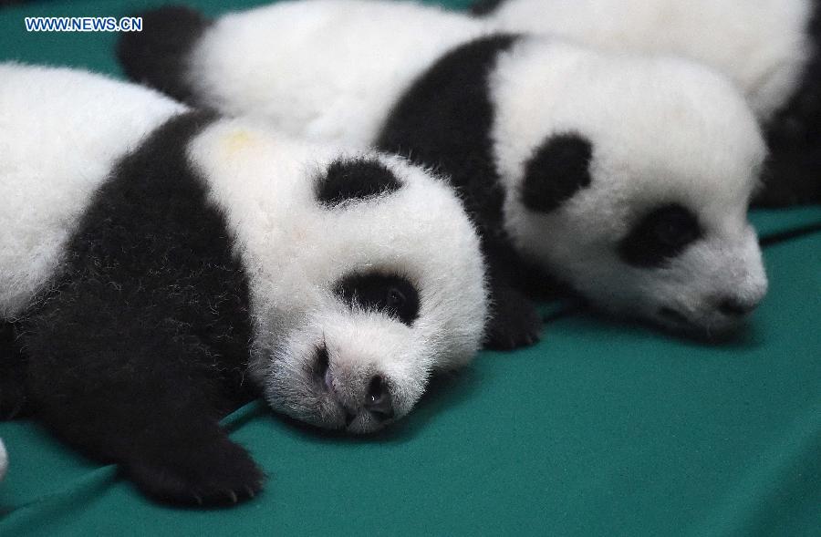 12 twin panda cubs meet public in SW China