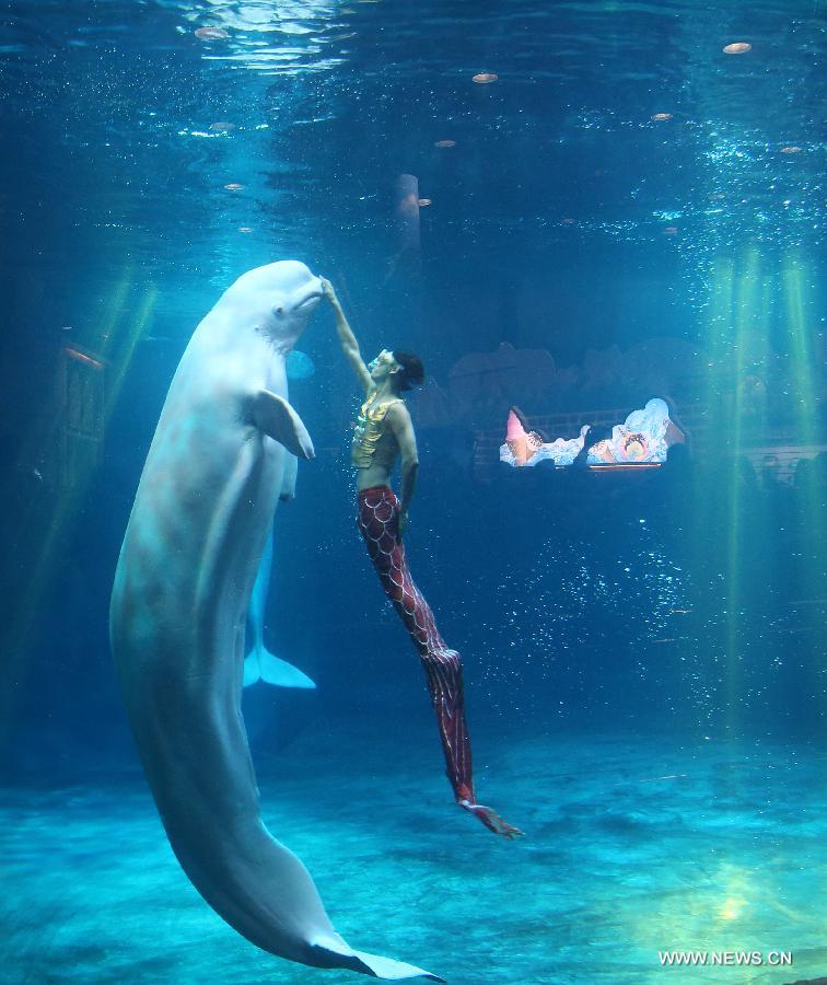 A diver dressed as a mermaid interacts with a beluga whale in a tank in Bei...