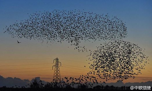 Massive Starling Migration Blots the Sun in Northern England
