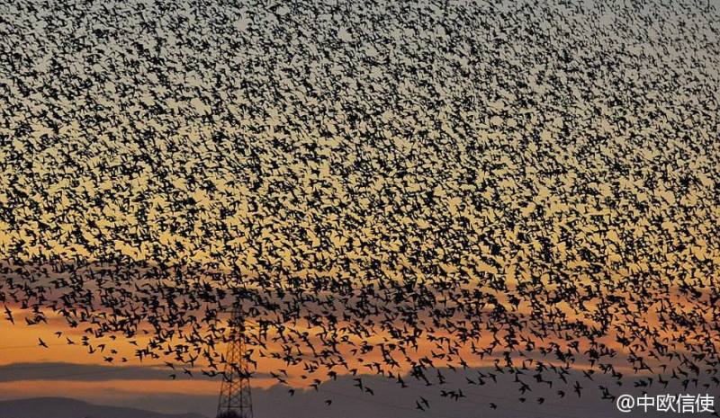 Massive Starling Migration Blots the Sun in Northern England