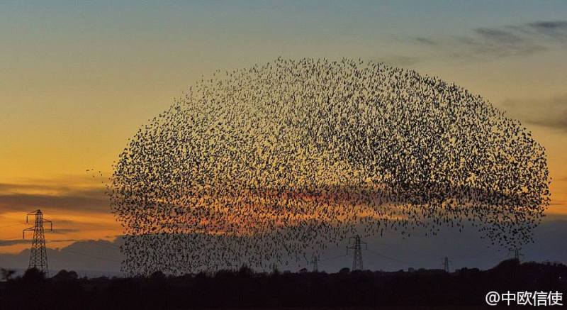 Massive Starling Migration Blots the Sun in Northern England