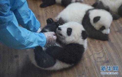 Twin Panda‬ Cubs Show up in Pairs