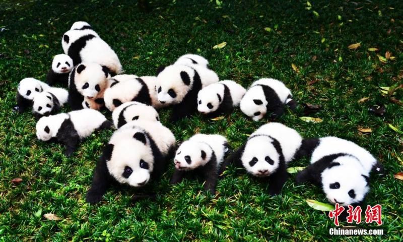 Twin Panda‬ Cubs Show up in Pairs