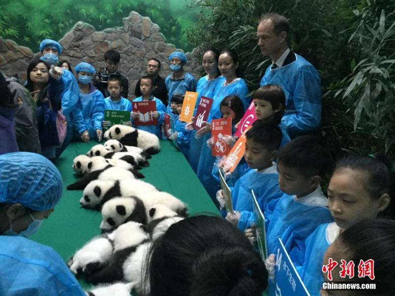 Twin Panda‬ Cubs Show up in Pairs